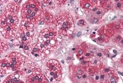 REEP5 Antibody, Novus Biologicals 50 &mu;g | Buy Online | Novus Biologicals | Fisher Scientific